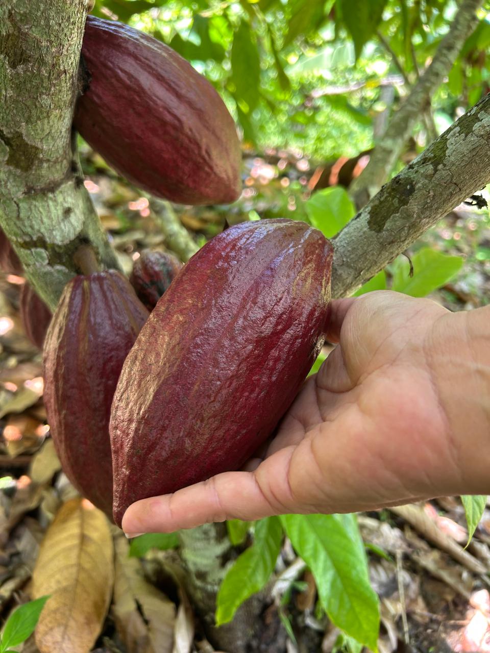 Fruto de cacau maduro selecionado à mão na Fazenda Vila Formosa