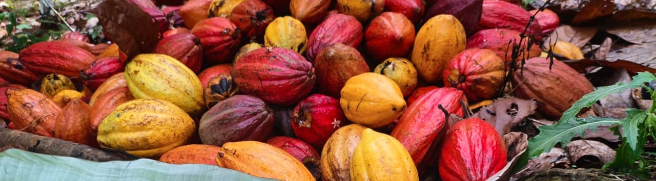 Frutos de cacau em diversas cores — vermelho, amarelo, vinho e laranja